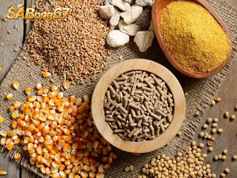 Dinh dưỡng là yếu tố quan trọng trong ép ký gà đá Dinh dưỡng là yếu tố quan trọng trong ép ký gà đá