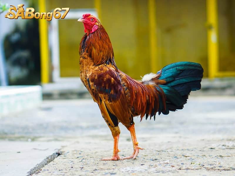 Ép cân gà đá giúp gà có thể hình to, khỏe Ép ký gà đá giúp gà có thể hình to, khỏe