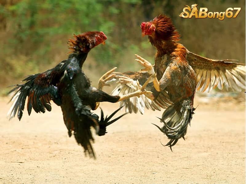 Gà chân lông vảy loạn được đánh giá cao ở khả năng chiến đấu Gà chân lông vảy loạn được đánh giá cao ở khả năng chiến đấu