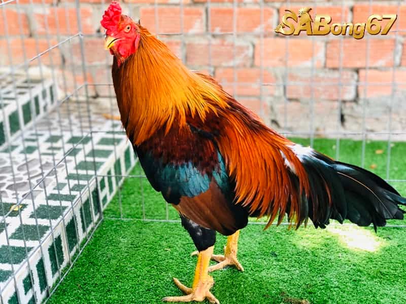 Gà cựa nhật nguyệt Gà cựa nhật nguyệt