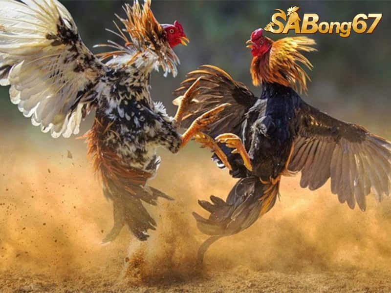 Gà Cựa Nhật Nguyệt - Linh Kê Thần Kê Hiếm Có Khó Tìm Gà cựa nhật nguyệt rất thiện chiến