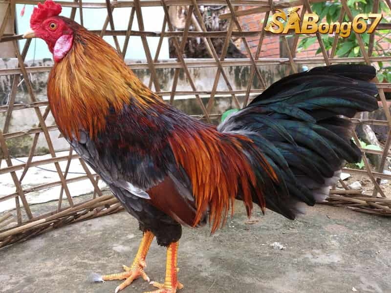 Cách nuôi gà đá lông bóng mượt rất được ưa chuộng Gà đá lông bóng mượt rất được ưa chuộng