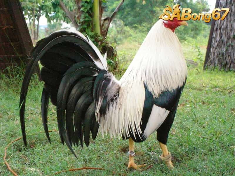 Tìm Hiểu Gà Tre Cuban - Chiến Kê “Mưu Lược” Được Ưa Thích Nhất Gà tre Cuban