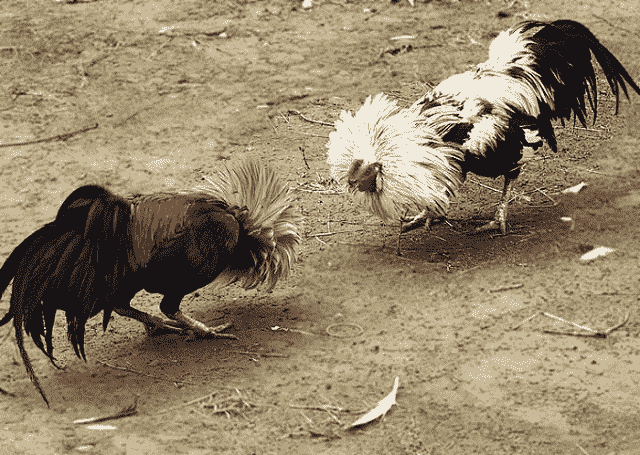 Làm thế nào để có thể lựa chọn gà tre đá cựa chuẩn cho người mới? Làm thế nào để có thể lựa chọn gà tre đá cựa chuẩn cho người mới?