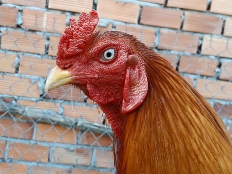 Cách chọn gà đá cựa sắt hay là dựa vào màu mắt Cách chọn gà đá cựa sắt hay là dựa vào màu mắt