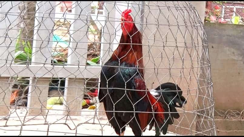 Cách Chọn Gà Đá Cựa Sắt Hay Chỉ Bằng Cái Nhìn Đầu Tiên Gà sở hữu tiếng gáy càng hiếm thì càng quý