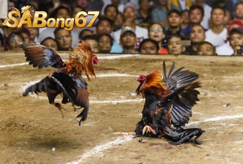 Cho gà ăn trước khi ra trận ở từng giai đoạn thích hợp Cách Cho Gà Ăn Trước Khi Ra Trận