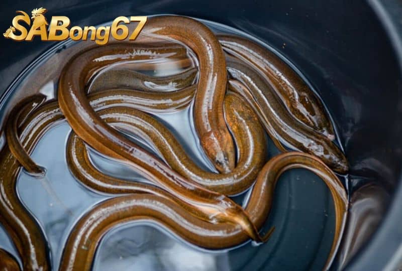 Gà đá sung hơn khi biết cho gà ăn lươn đúng cách Gà đá sung hơn khi biết cho gà ăn lươn đúng cách