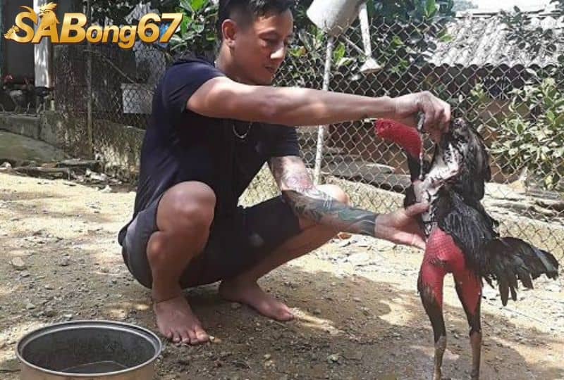 Theo dõi và chăm sóc vết thương của gà Theo dõi và chăm sóc vết thương của gà