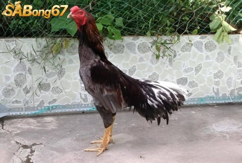 Cách Chăm Sóc Gà Chọi Sau Khi Đá Để Gà Hồi Phục Nhanh Chóng Cách Chăm Sóc Gà Chọi Sau Khi Đá