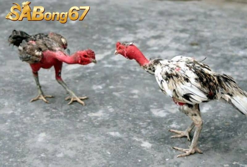 Những điều cần chú ý trong quá trình cho gà ăn Những điều cần chú ý trong quá trình cho gà ăn